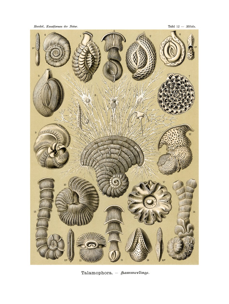 Talamoformi da German School