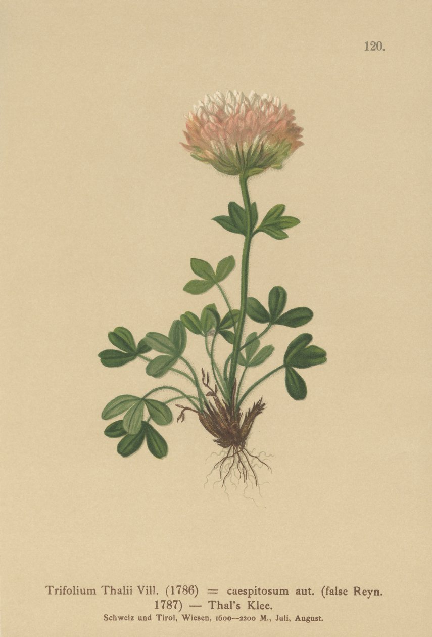 Trifoglio di Thal (Trifolium thalii, Trifolium caespitosum) da German School