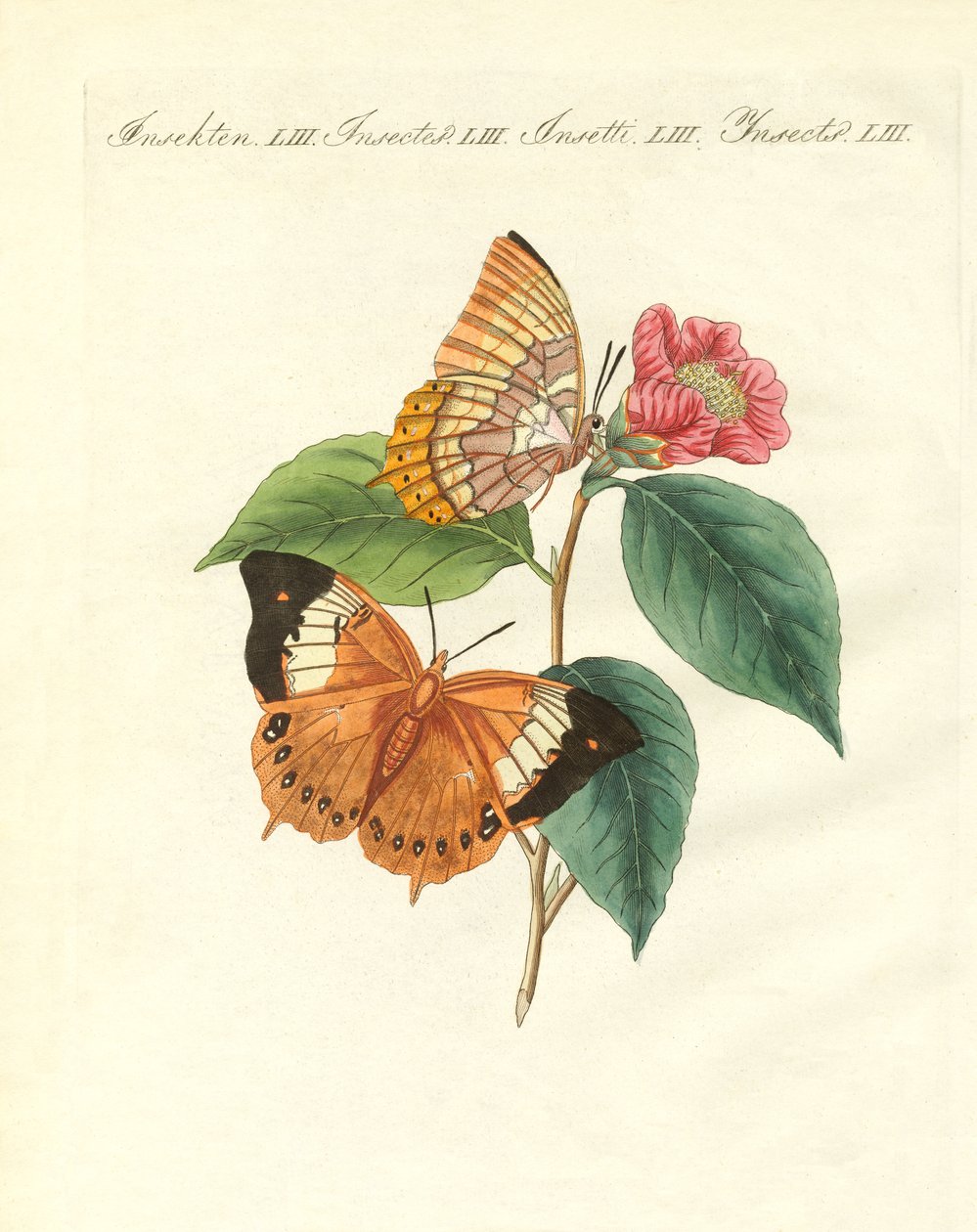 La farfalla diurna di Bernard della Cina da German School