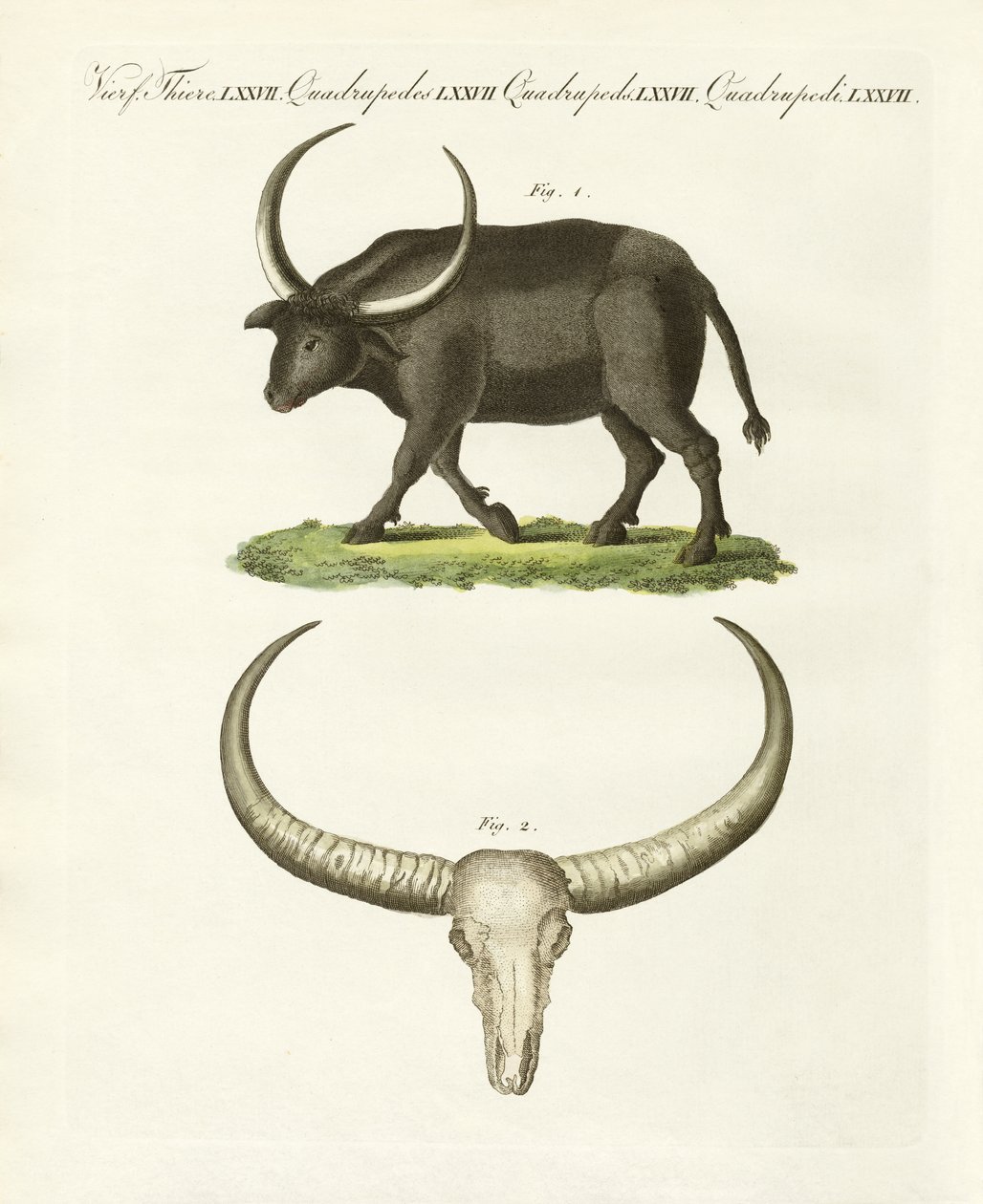 Il bufalo gigante da German School