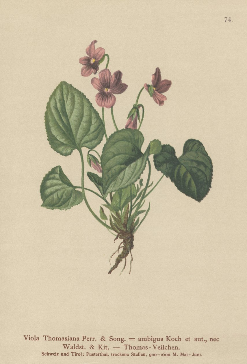 Viola Thomasiana da German School