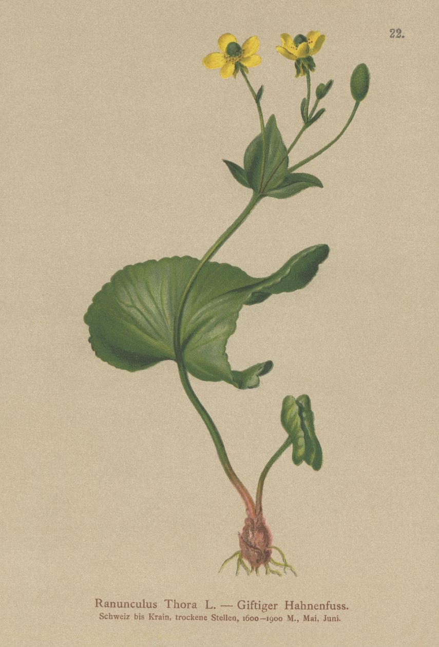 Ranuncolo di Thora (Ranunculus thora) da German School