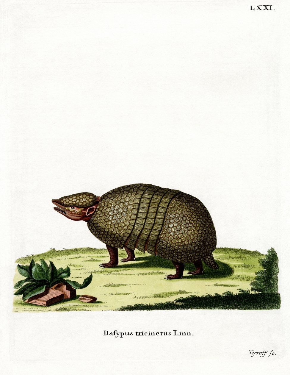 Armadillo a tre fasce da German School