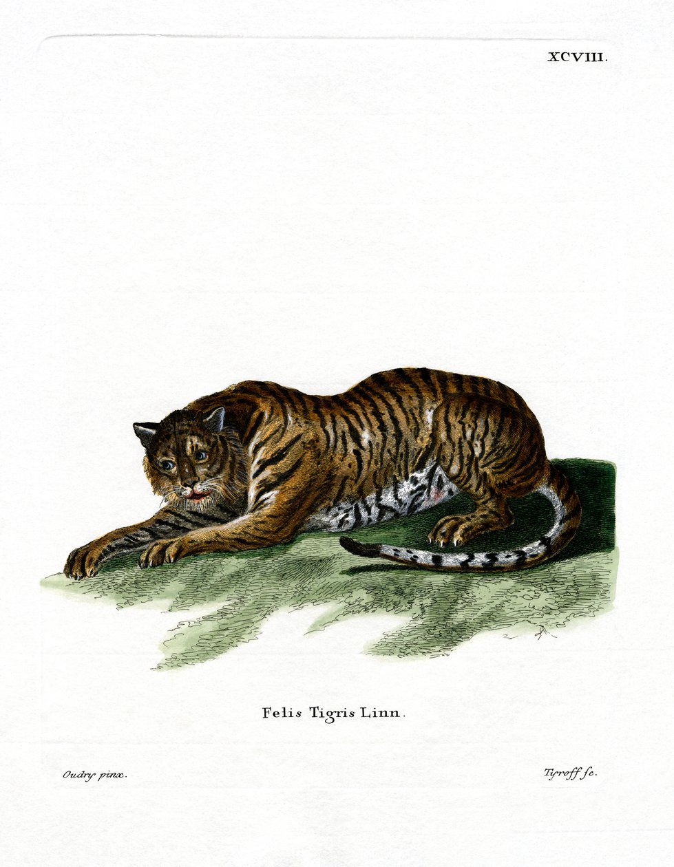 Tigre da German School