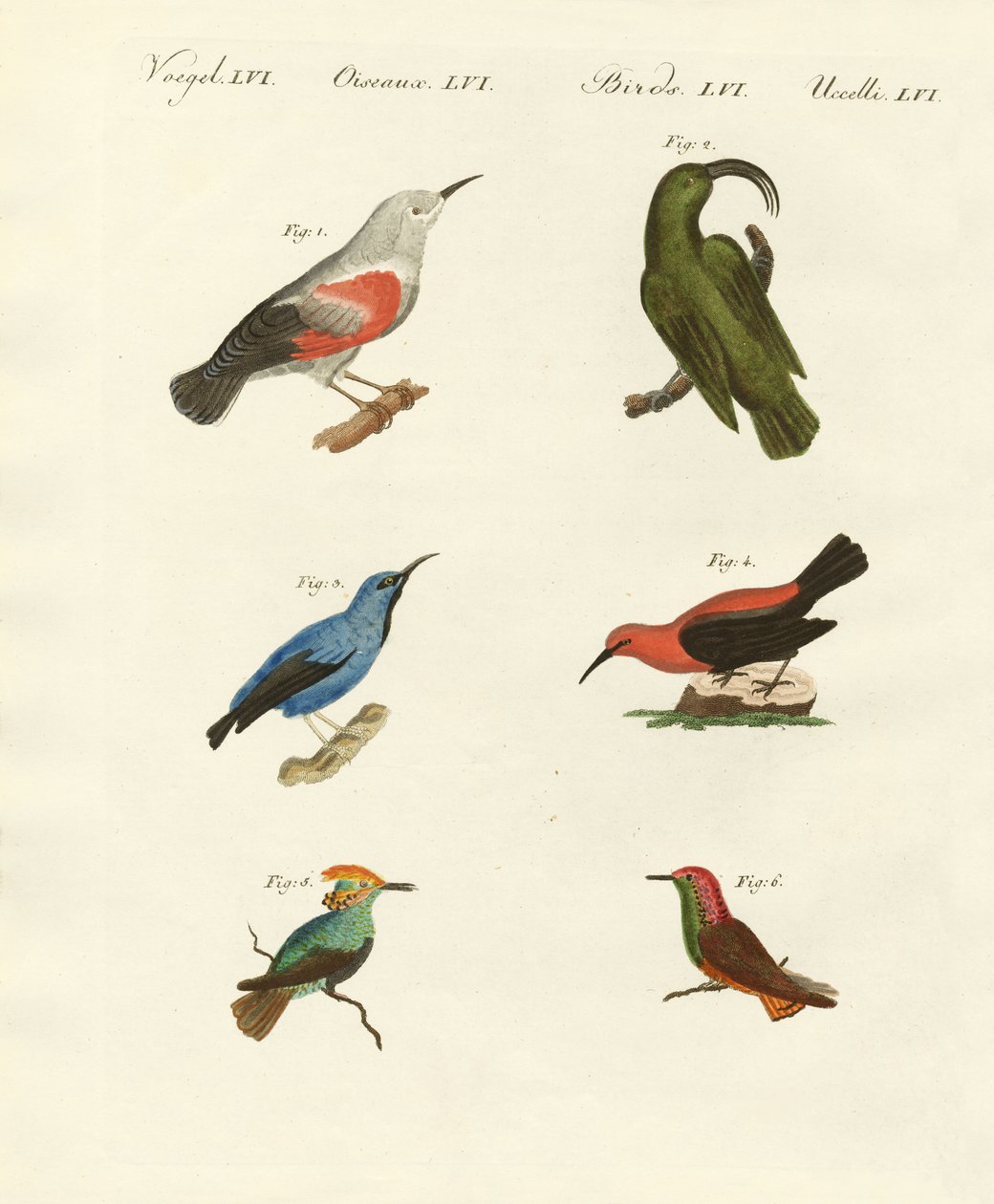 Rampichini e colibrì da German School