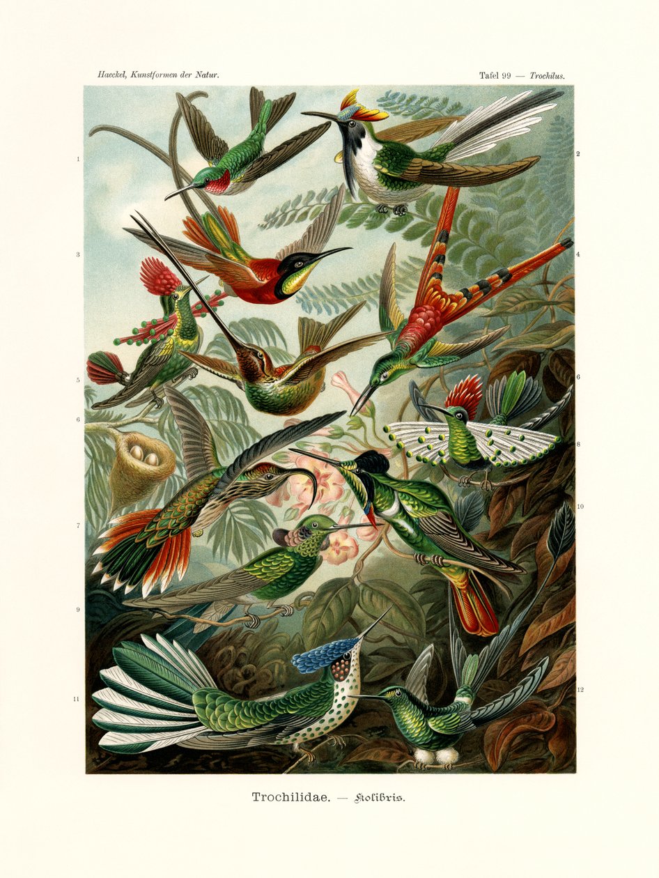 Trochilidae da German School