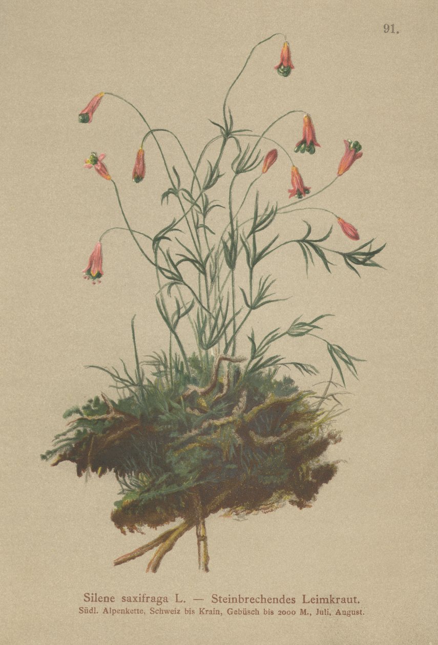 Silene saxifraga da German School