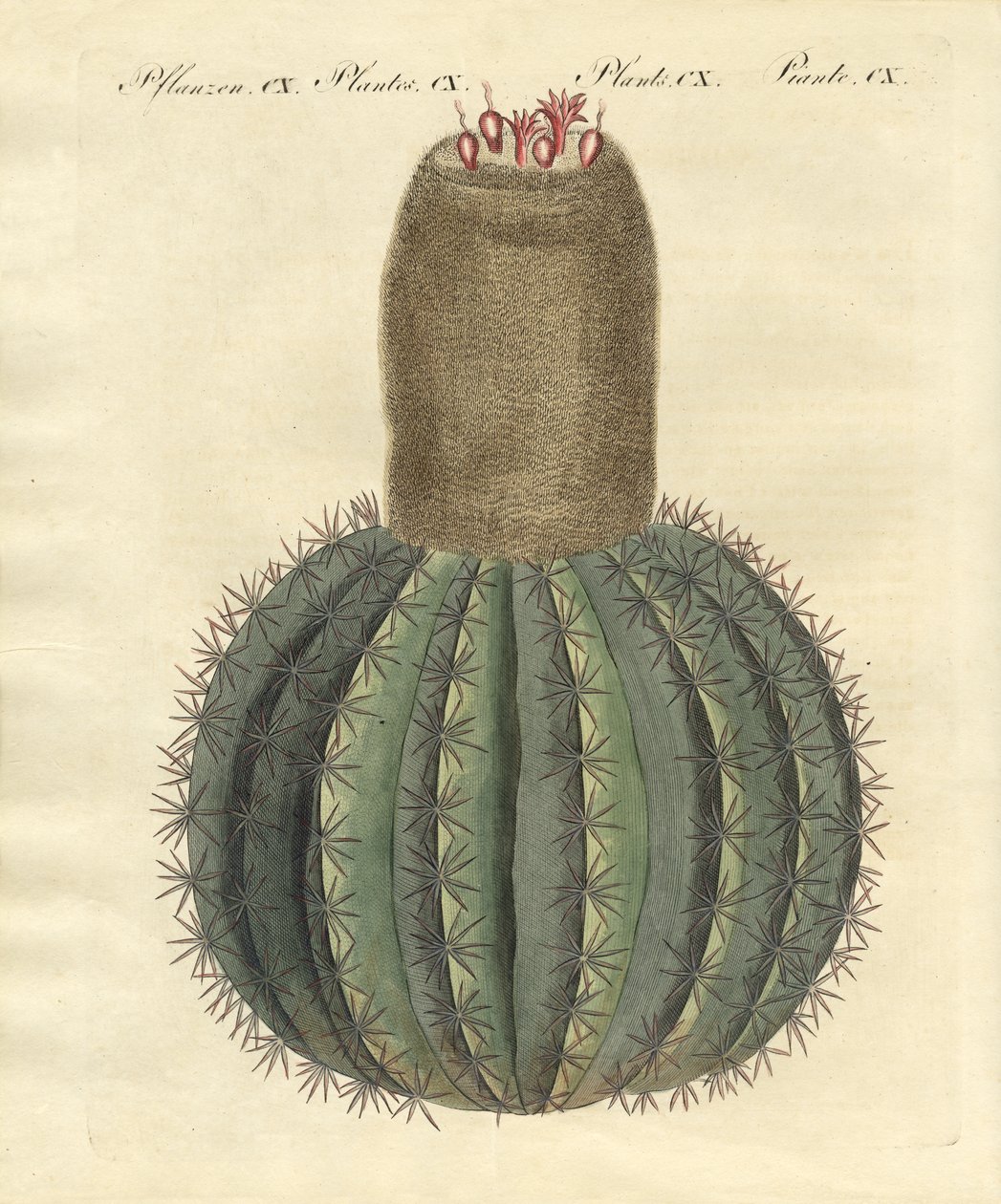 Cactus a turbante da German School