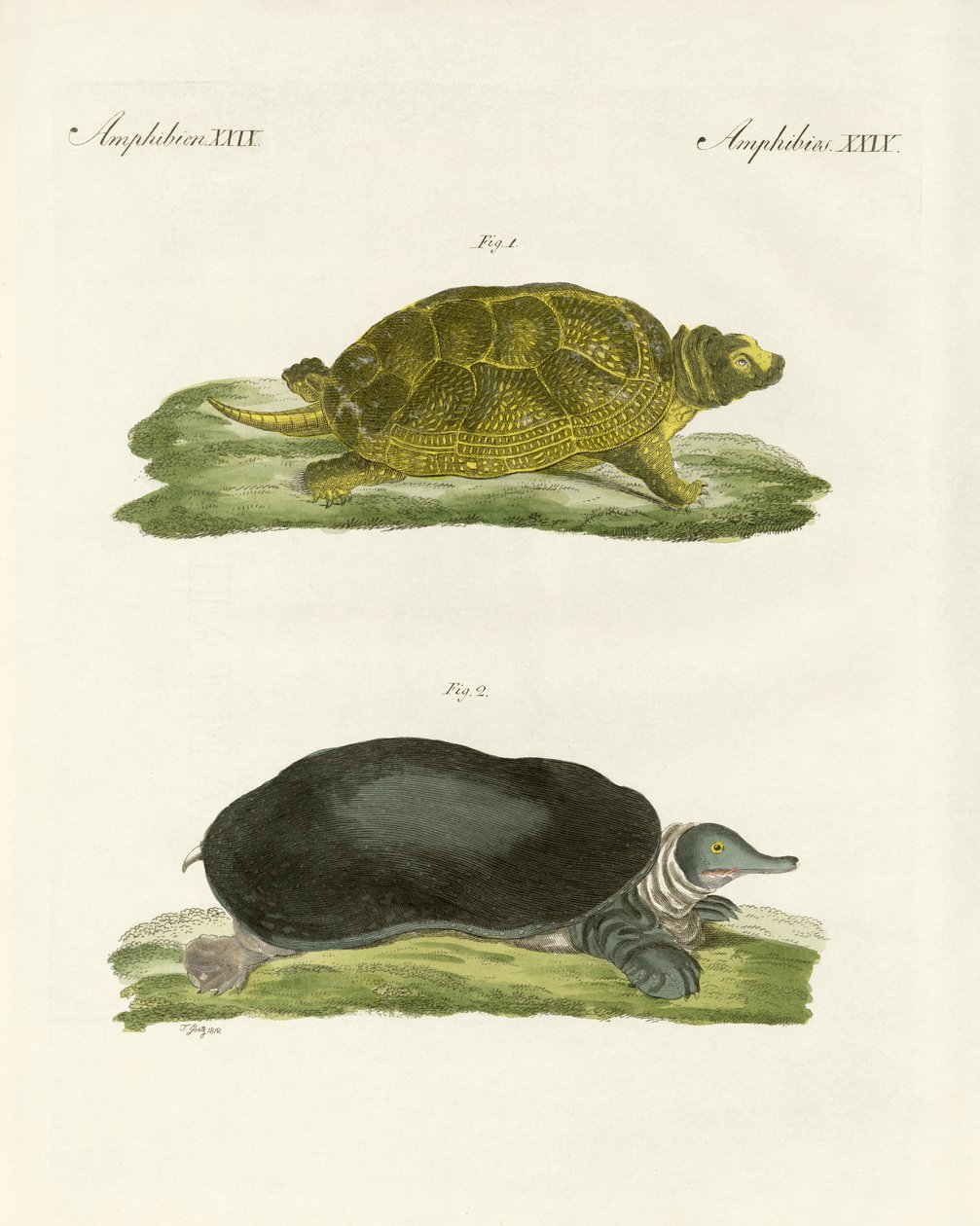 Tartarughe d