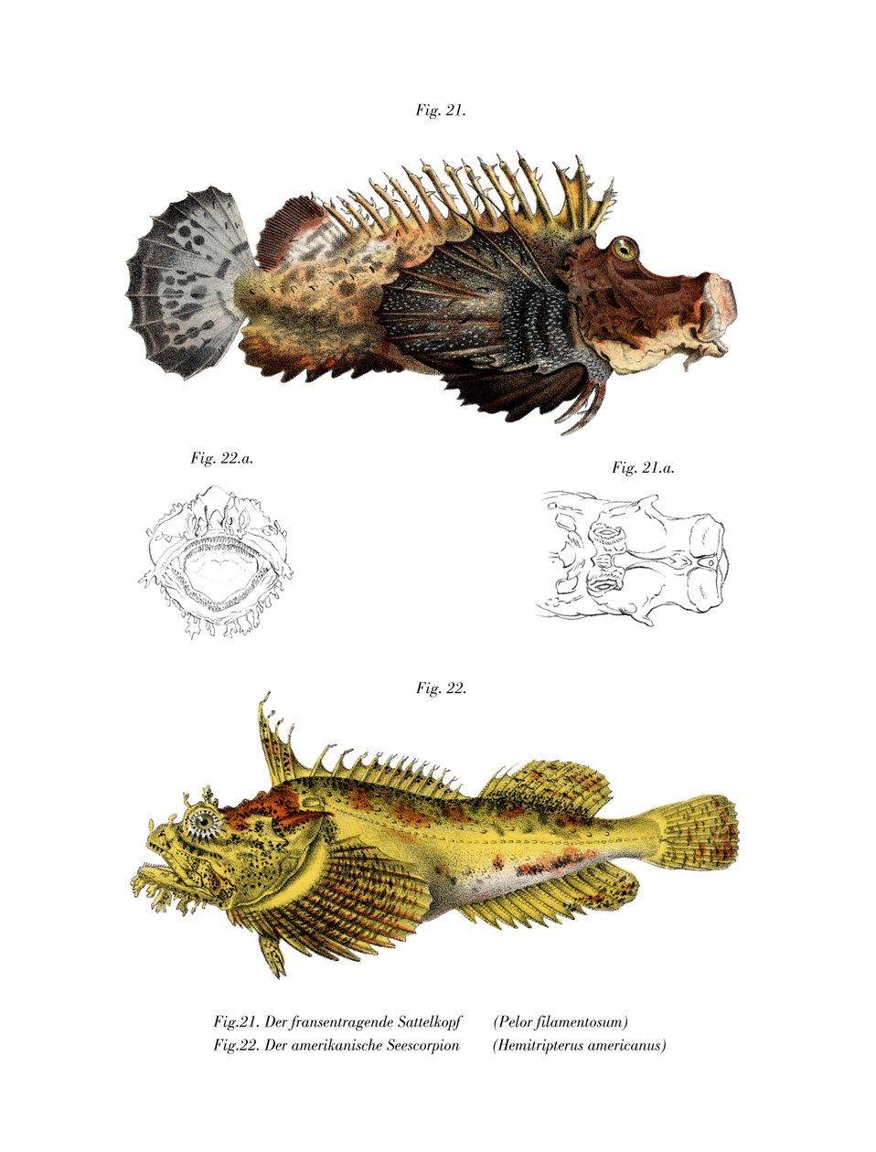 Pesce scorpione a due bastoni da German School