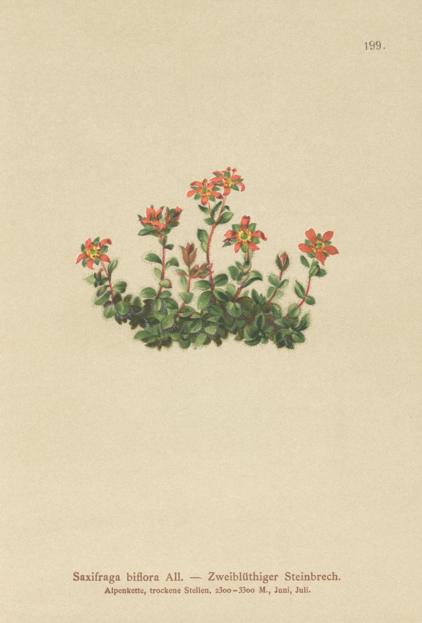 Sassifraga biflora (Saxifraga biflora) da German School