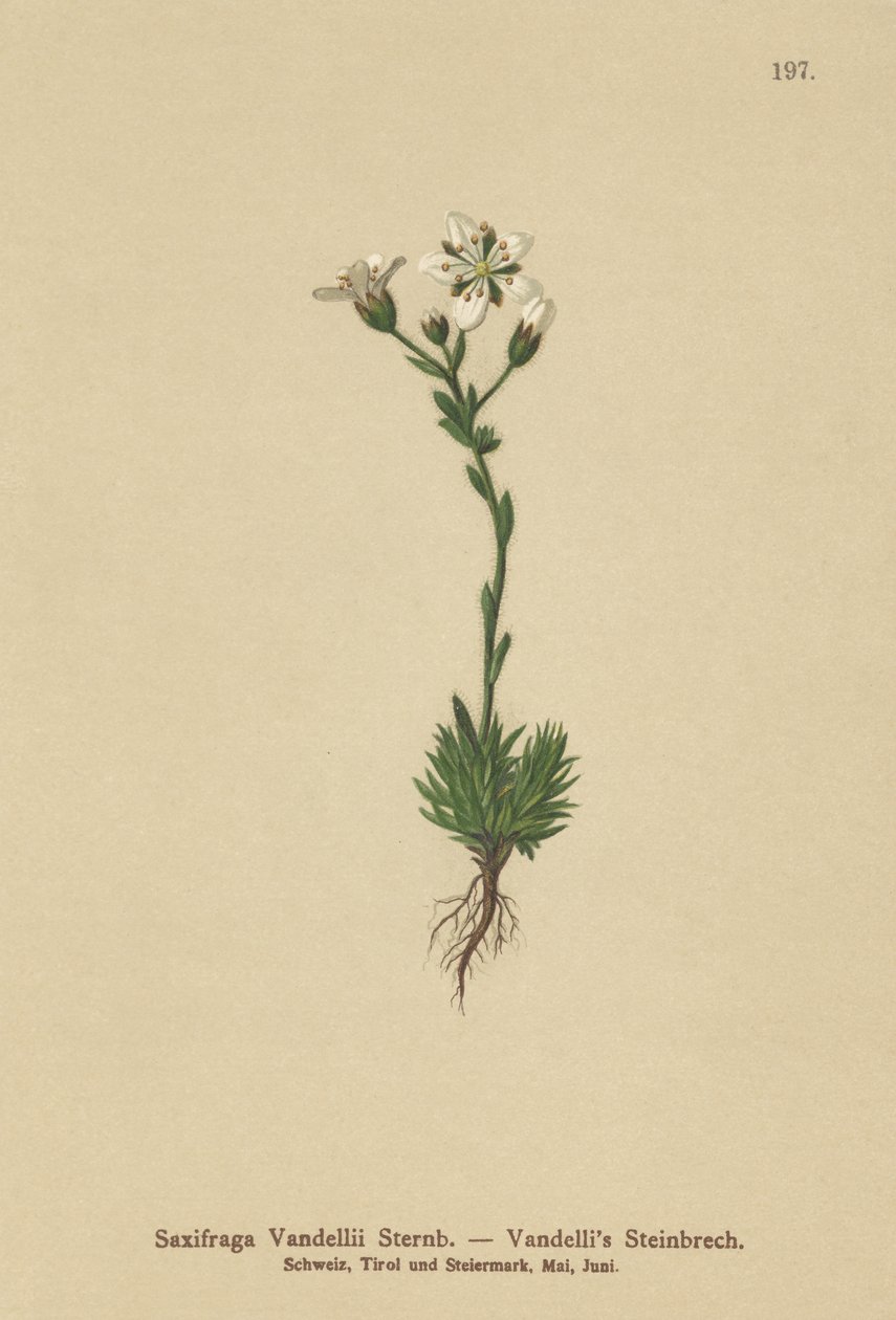 Sassifraga di Vandelli (Saxifraga Vandellii) da German School