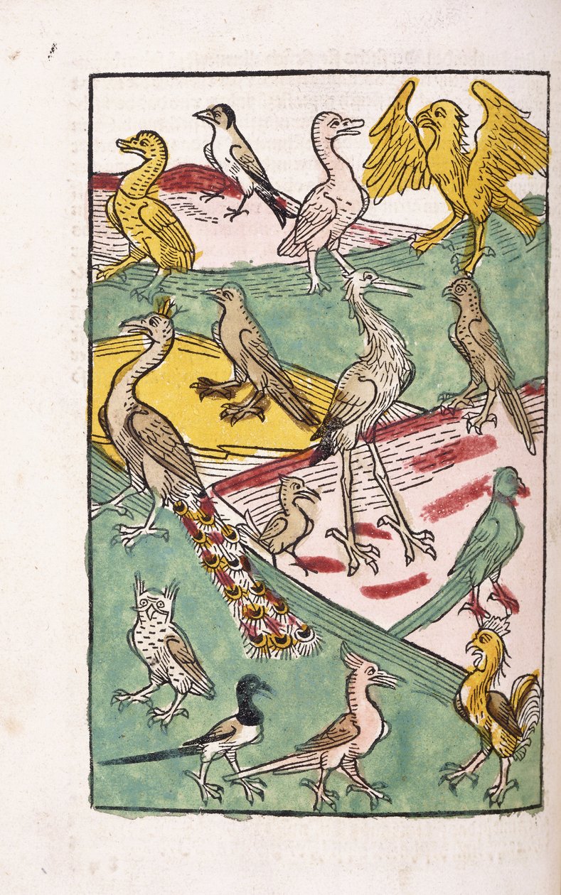 Varie specie di uccelli in un paesaggio, 1499 da German School