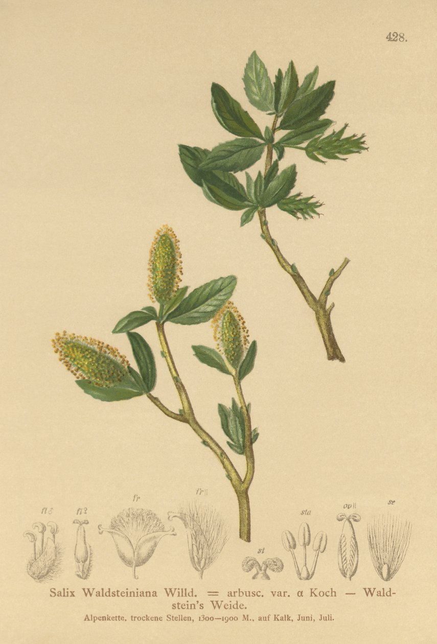 Salix Waldsteiniana, Salix arbusc. var. da German School