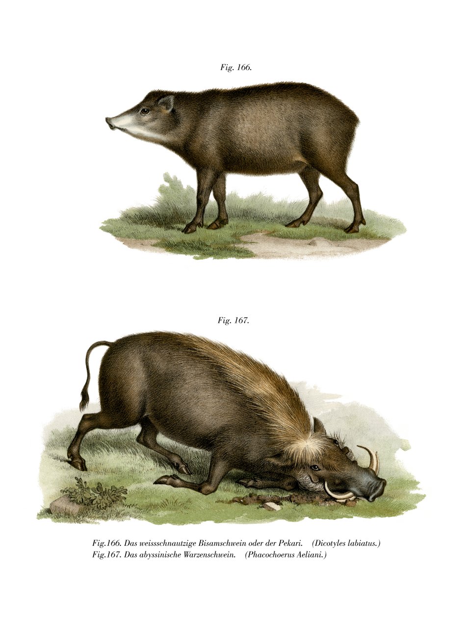 Facocero, 1860 da German School