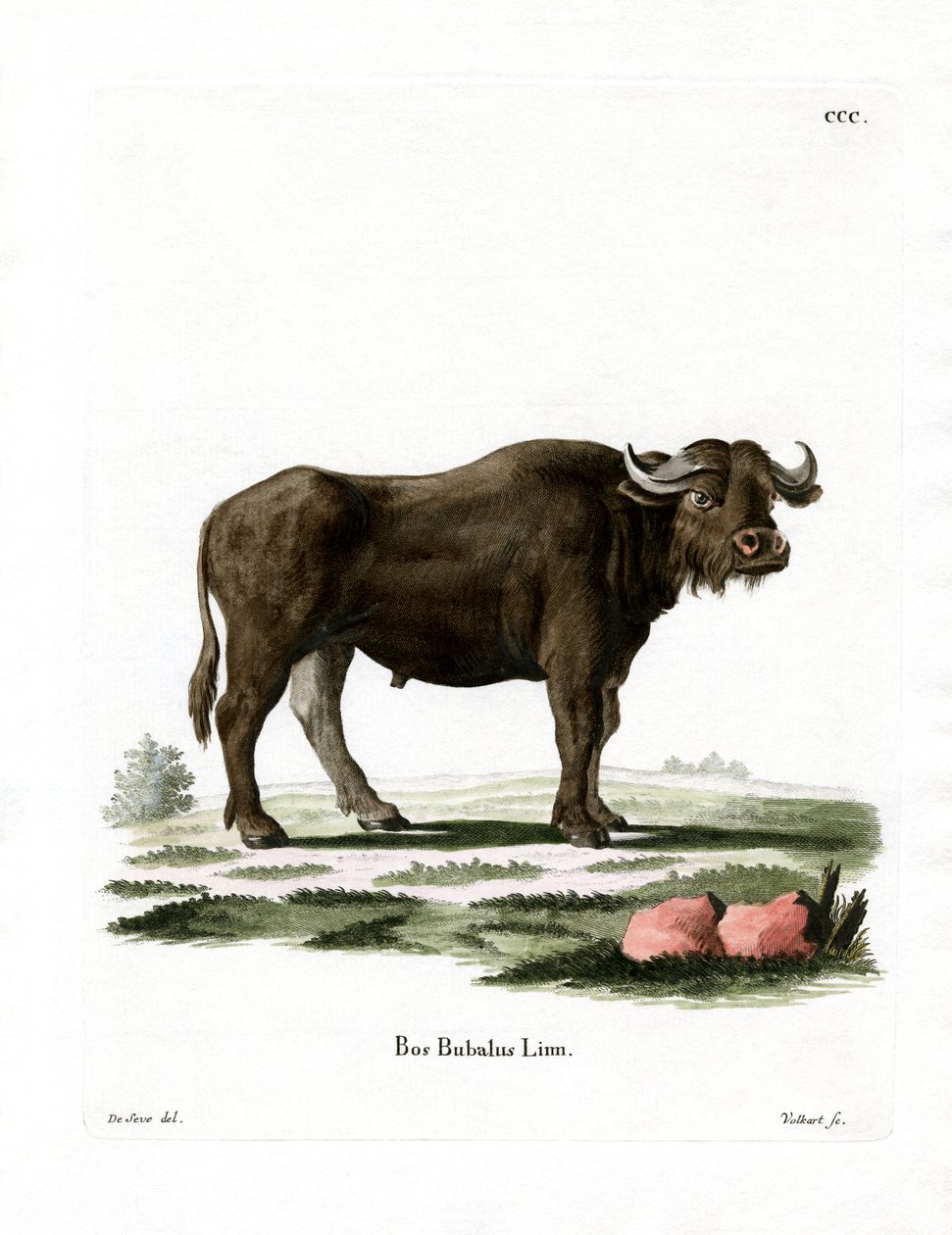 Bufalo d