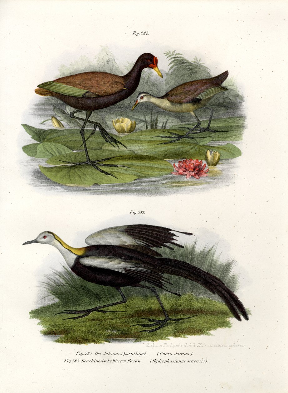 Jacana Crestato, 1864 da German School