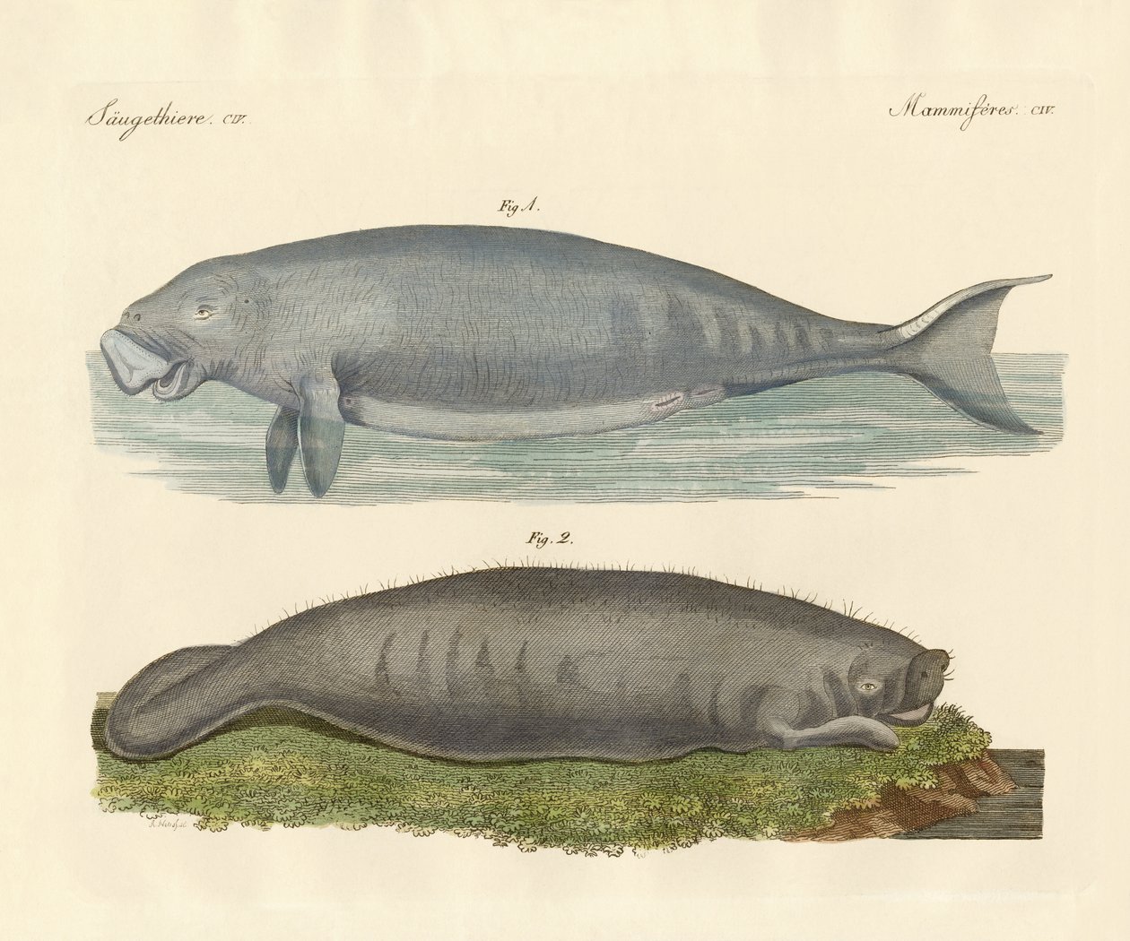 Animali simili a balene da German School