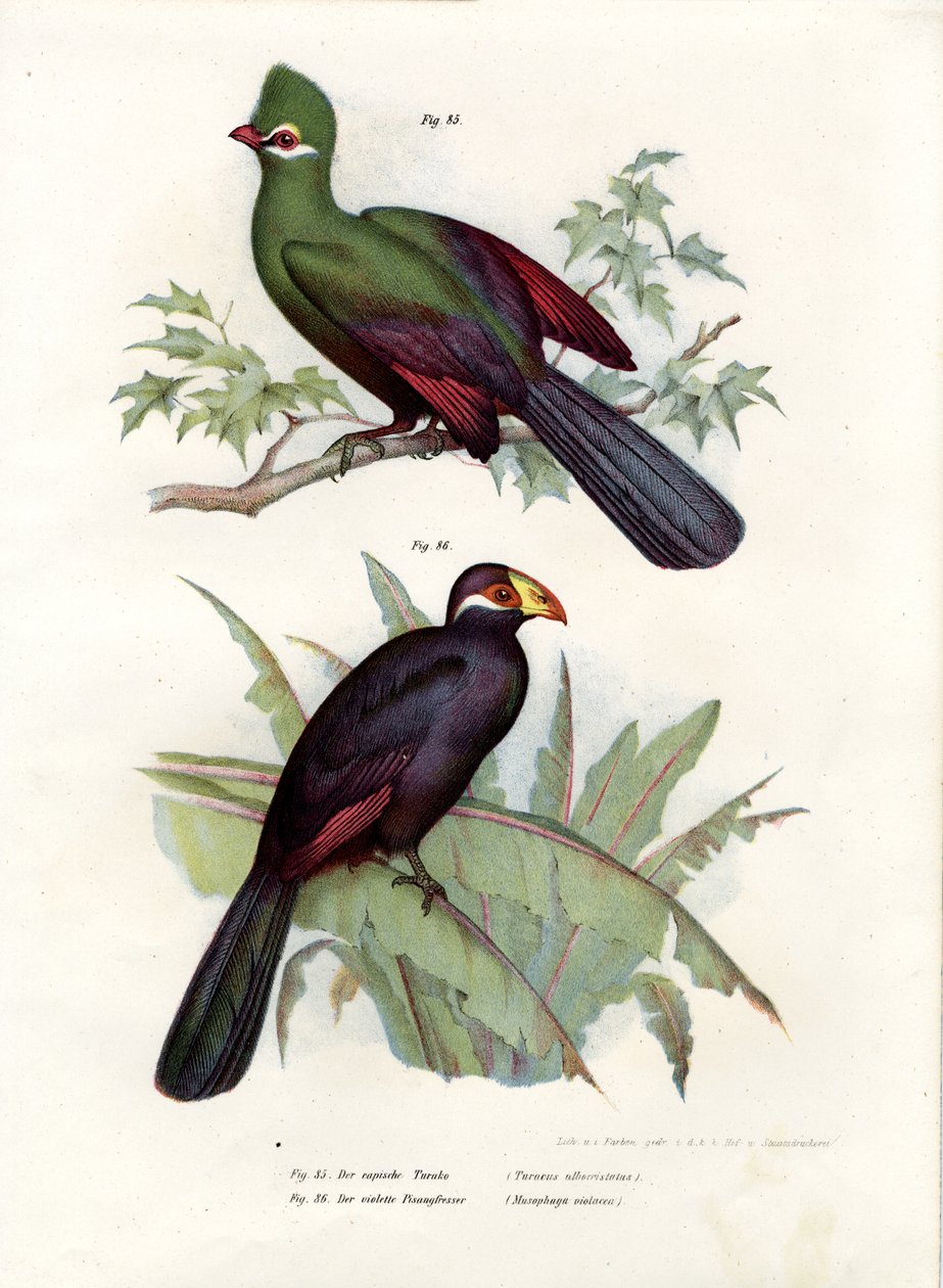 Turaco crestato bianco, 1864 da German School