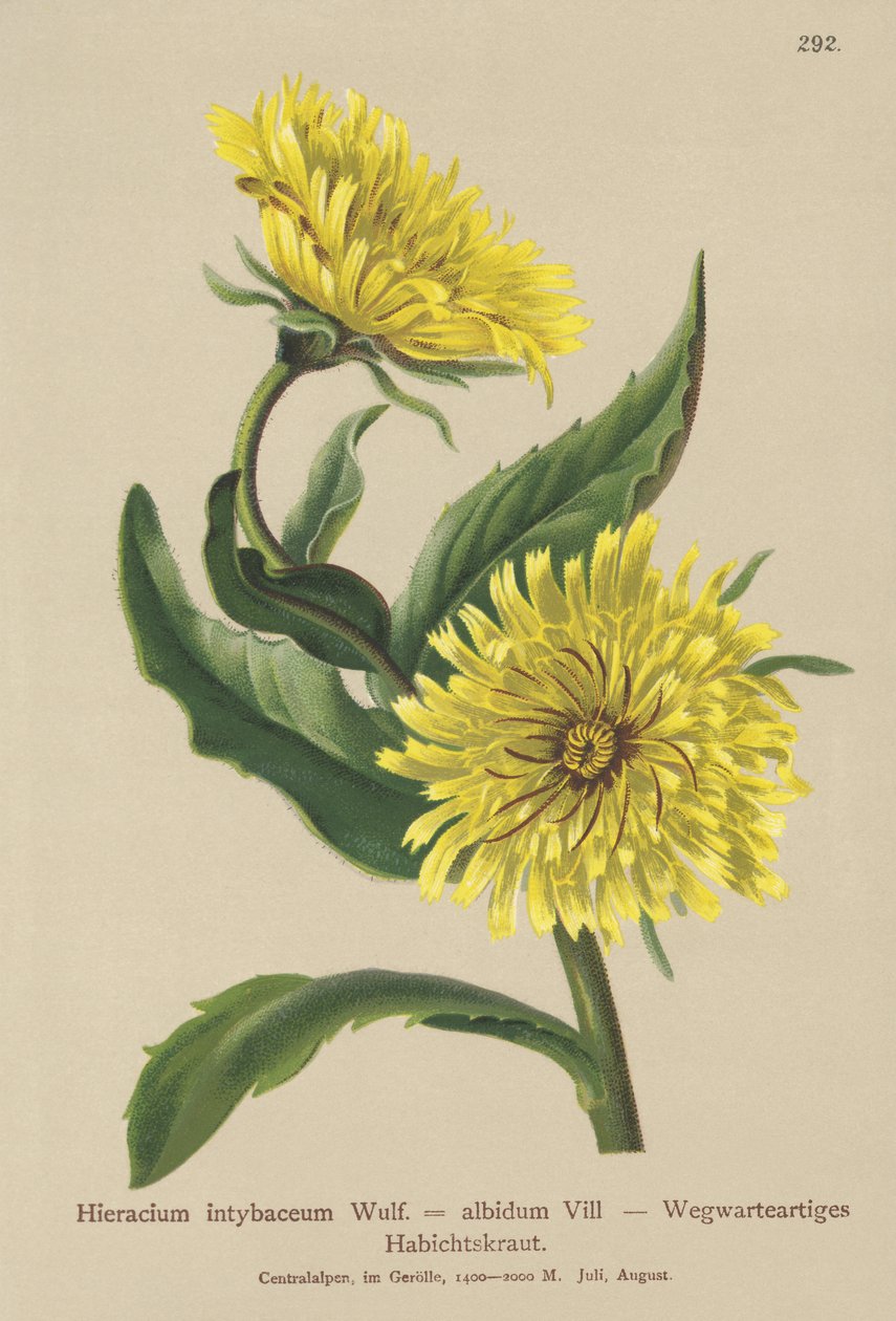 Hieracium bianco (Hieracium intybaceum) da German School