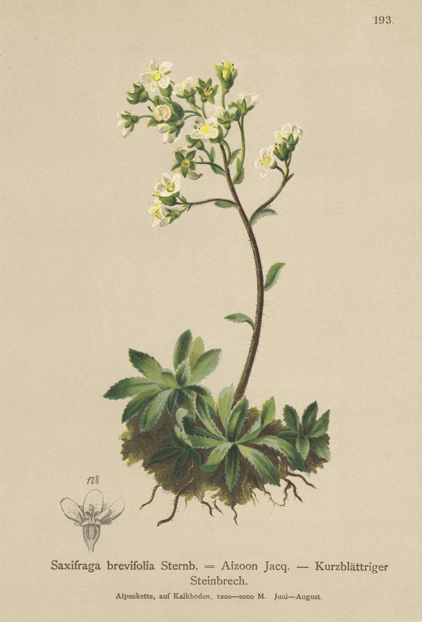 Sassifraga bianca di montagna (Saxifraga brevifolia, Saxifraga Aizoon) da German School