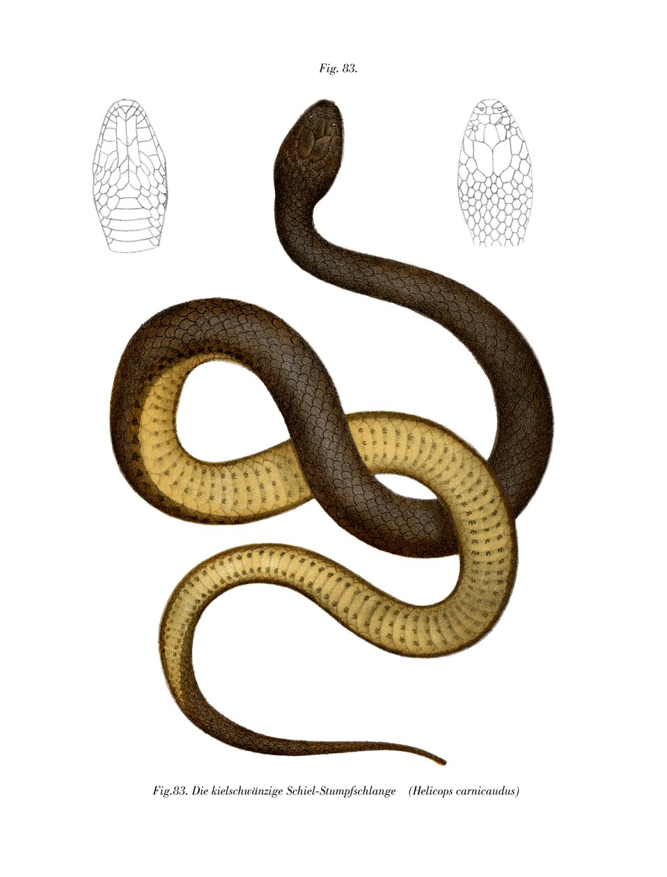 Serpente di Wied da German School
