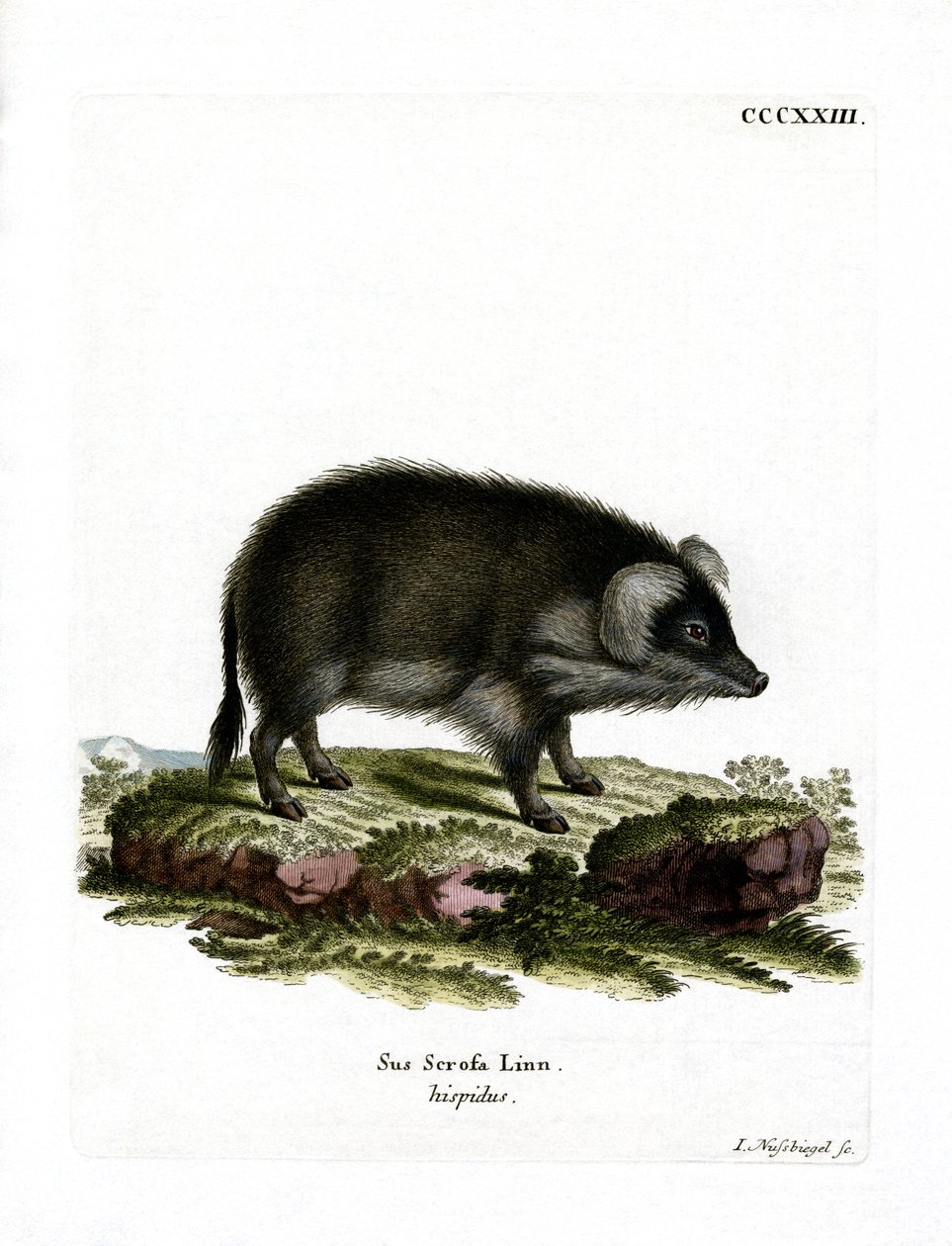 Cinghiale da German School
