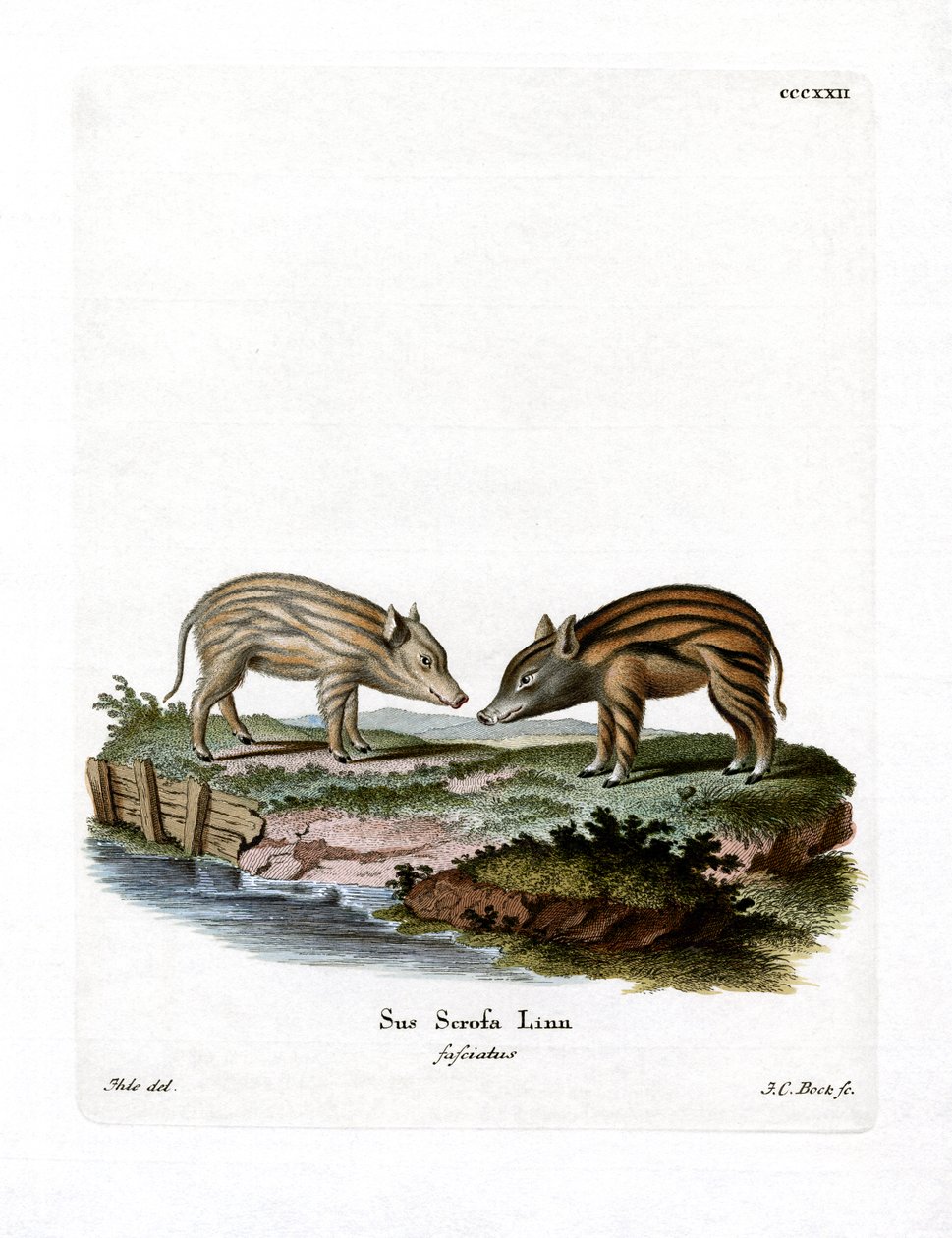 Cuccioli di Cinghiale da German School