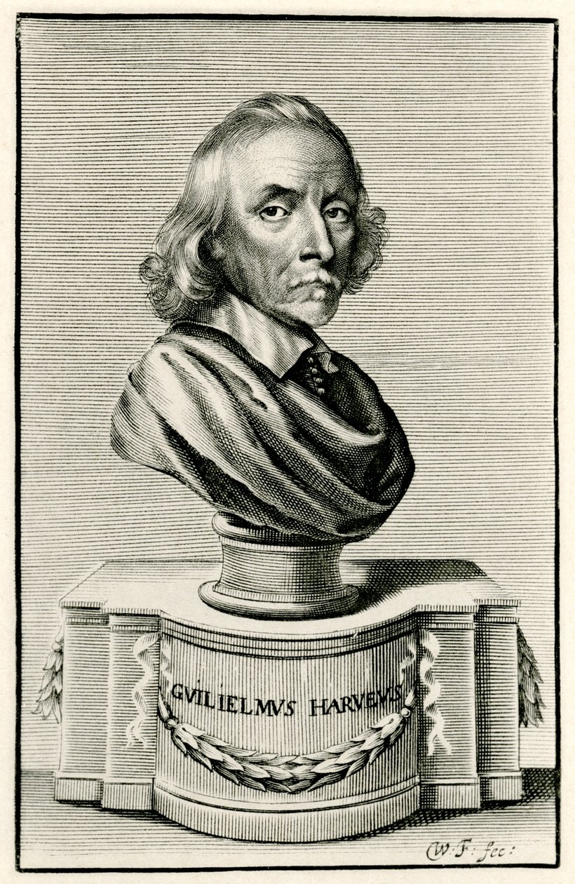 William Harvey da German School