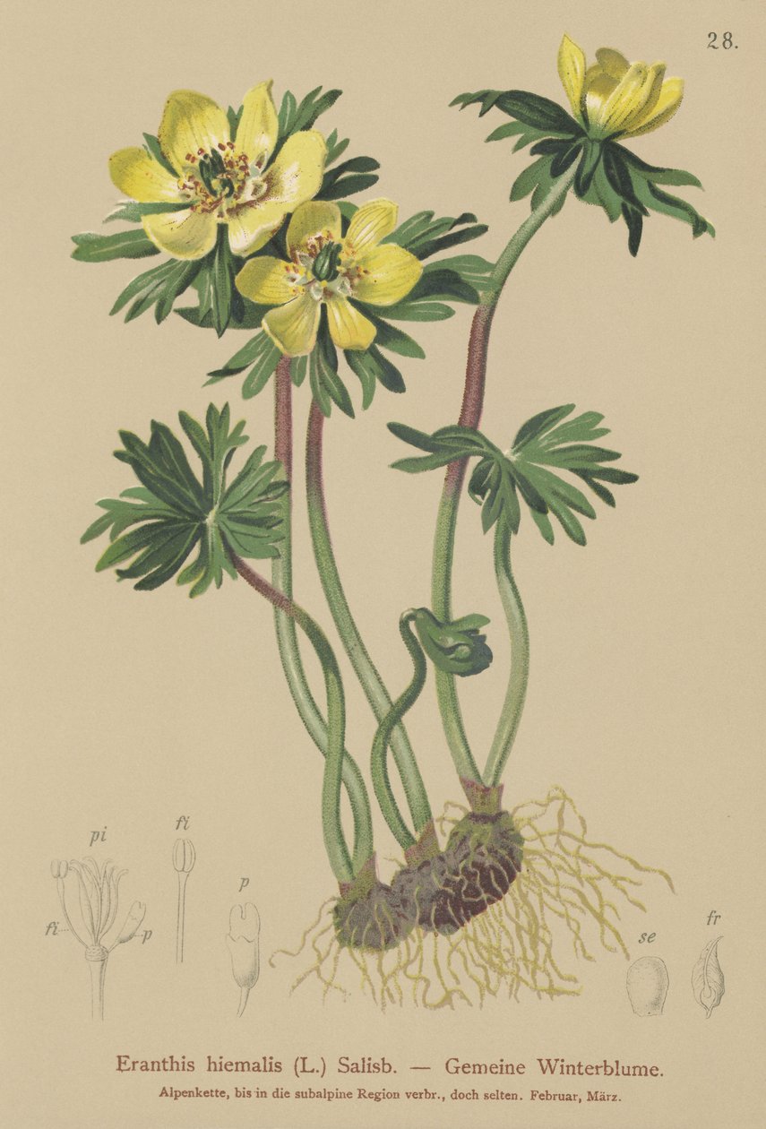 Eranthis invernale (Eranthis hiemalis, Eranthis hyemalis) da German School