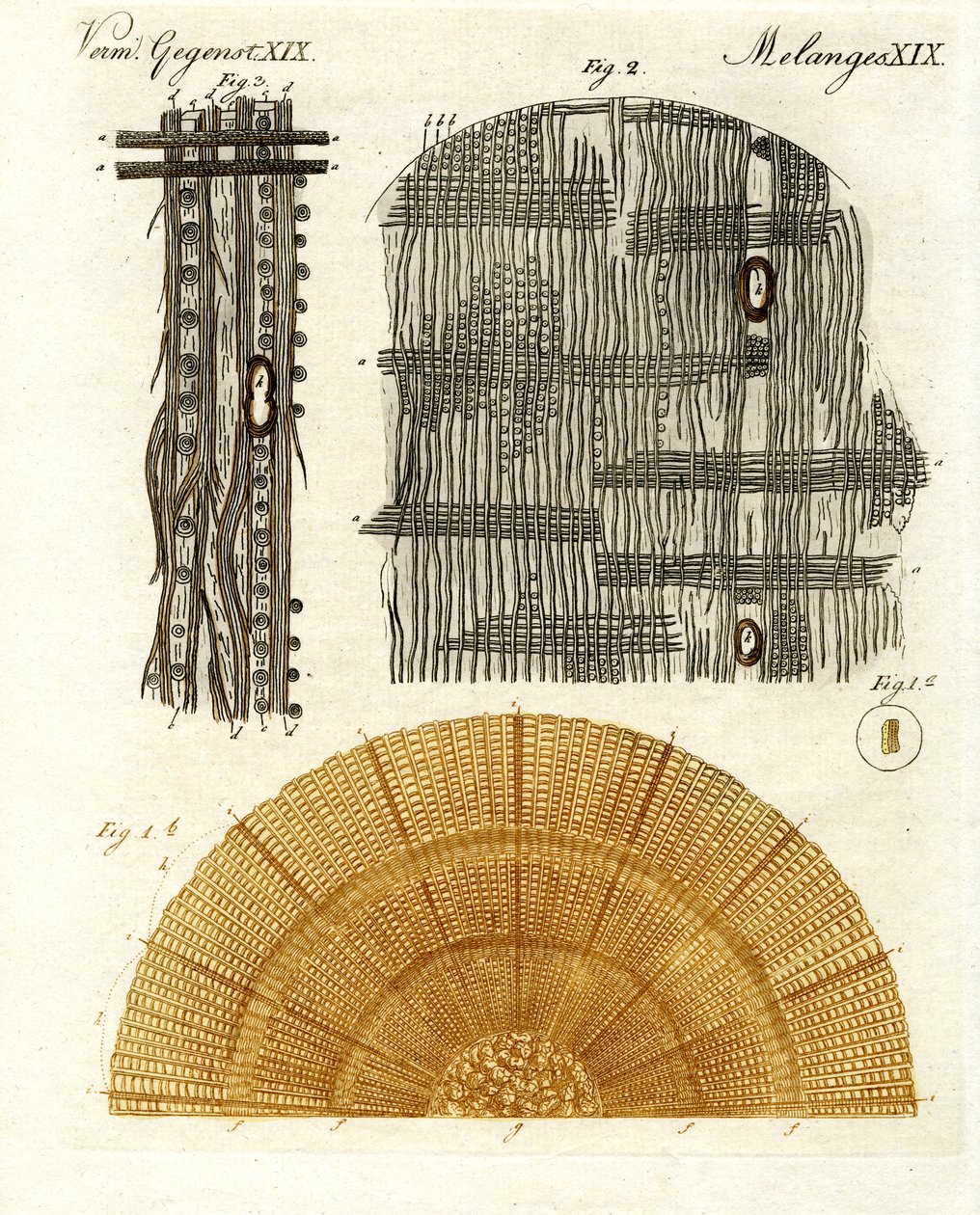 Anatomia del legno da German School