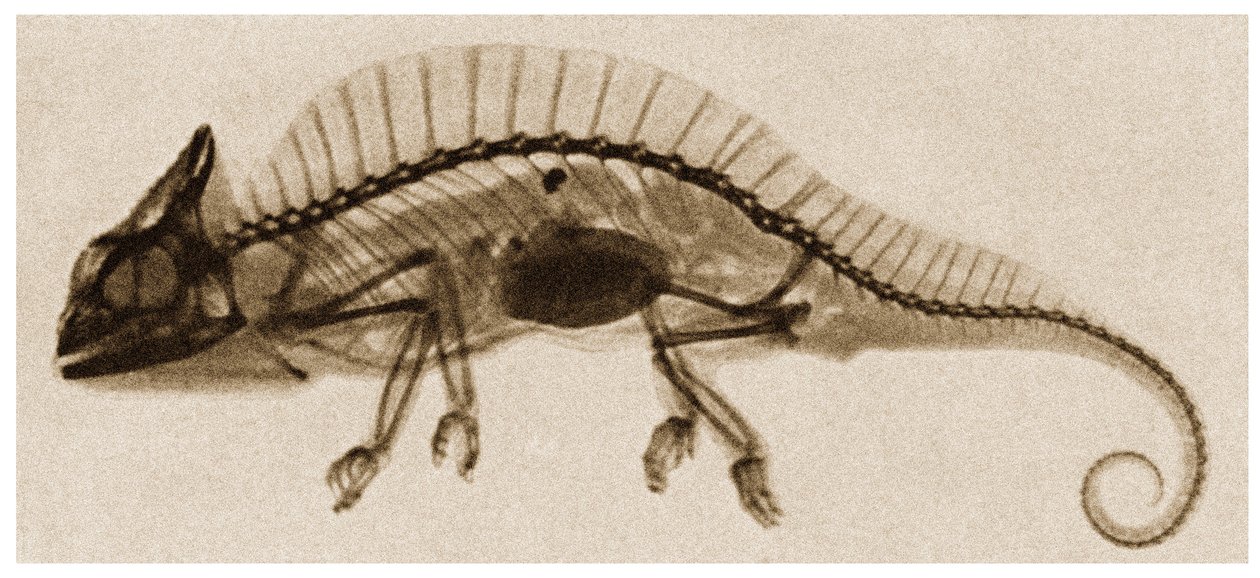 Radiografia di un camaleonte c.1890 da German School