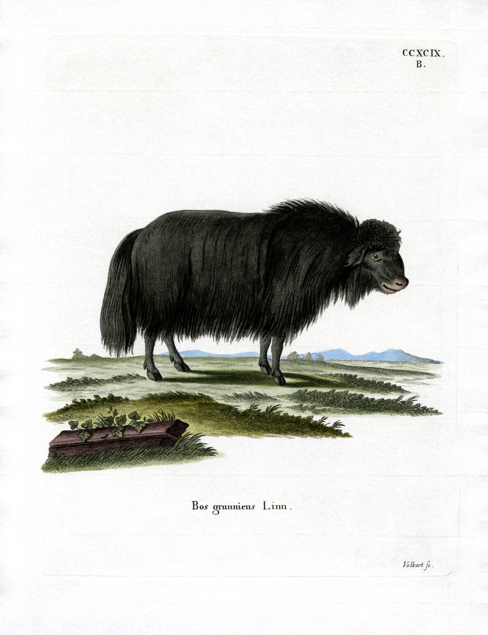 Yak da German School