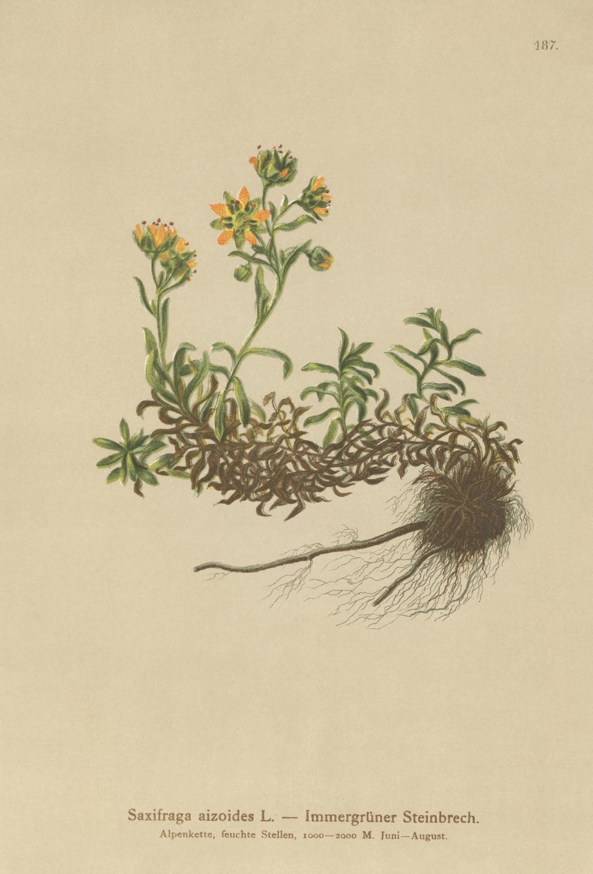 Sassifraga gialla di montagna (Saxifraga aizoides) da German School