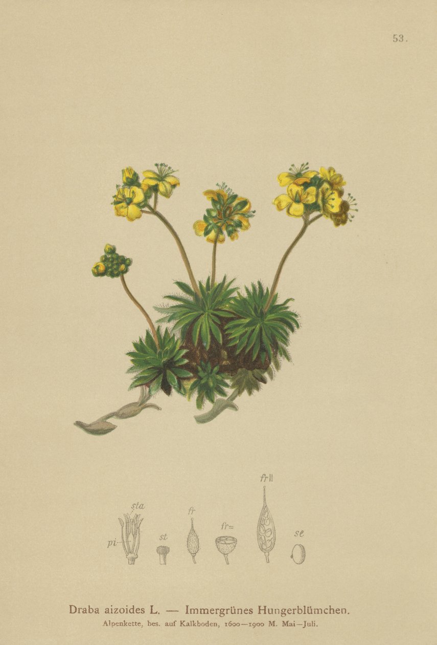 Draba gialla (Draba aizoides) da German School