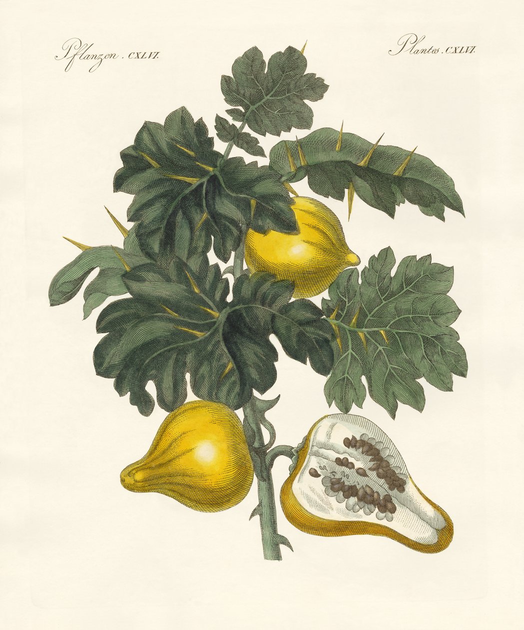Nipplefruit da German School