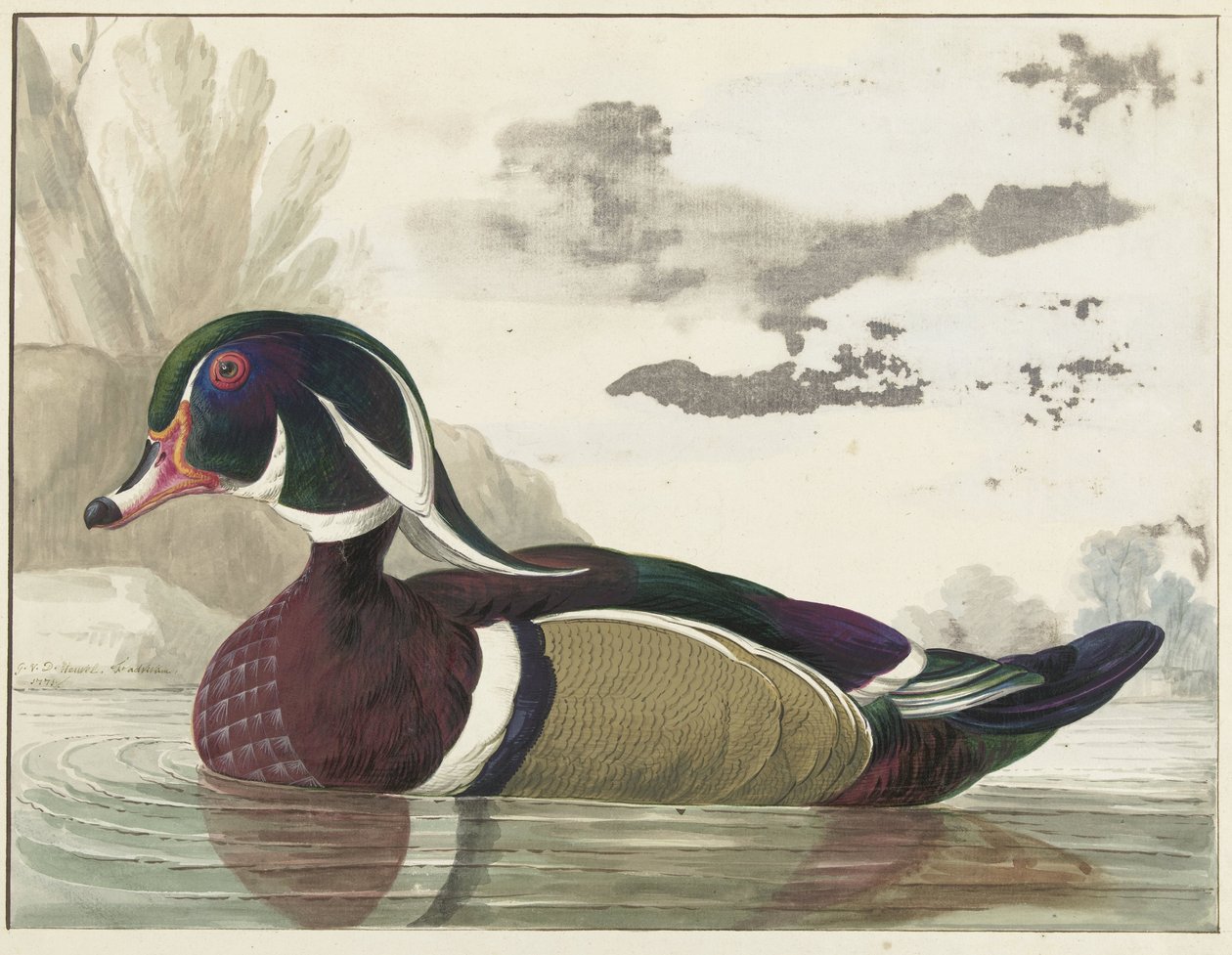 Anatra Carolina da Gerrit van den Heuvel