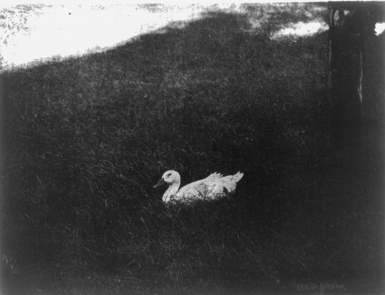 La vita semplice da Gertrude Käsebier