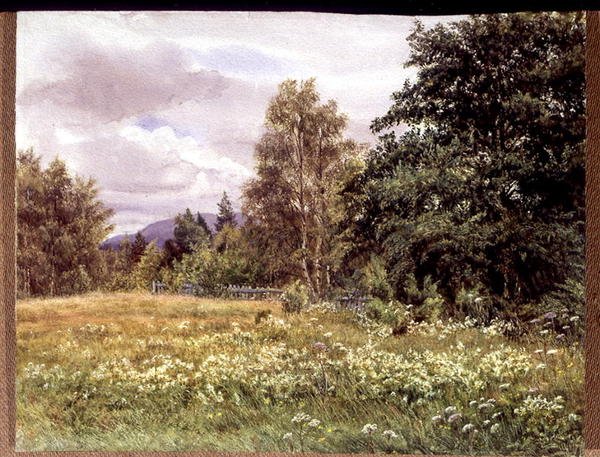 Filipendula vicino a Polchar, Aviemore, Scozia da Gertrude Martineau