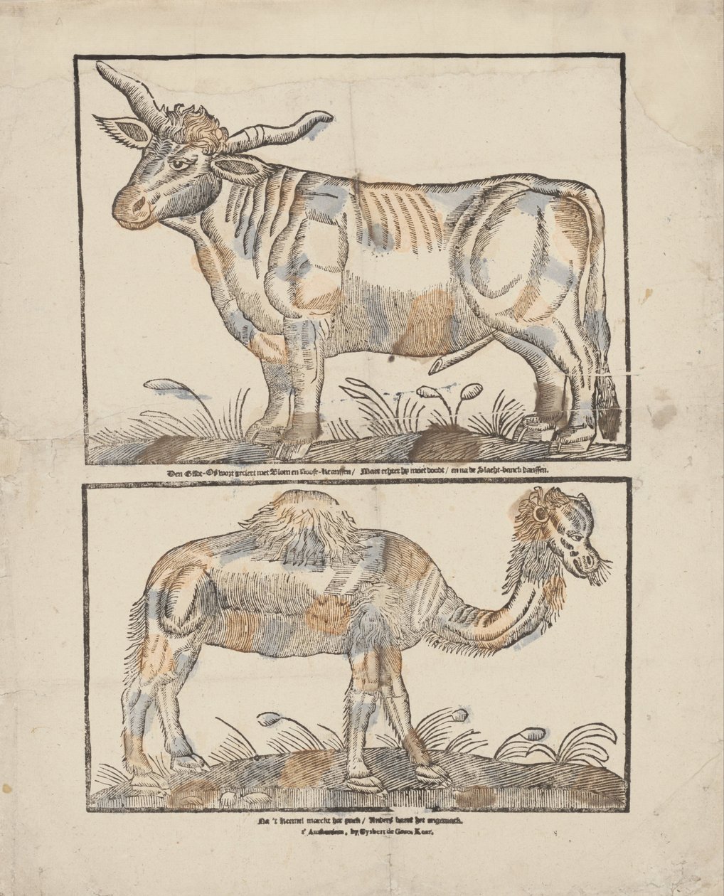 Bue e cammello da Gijsbert de Groot Keur