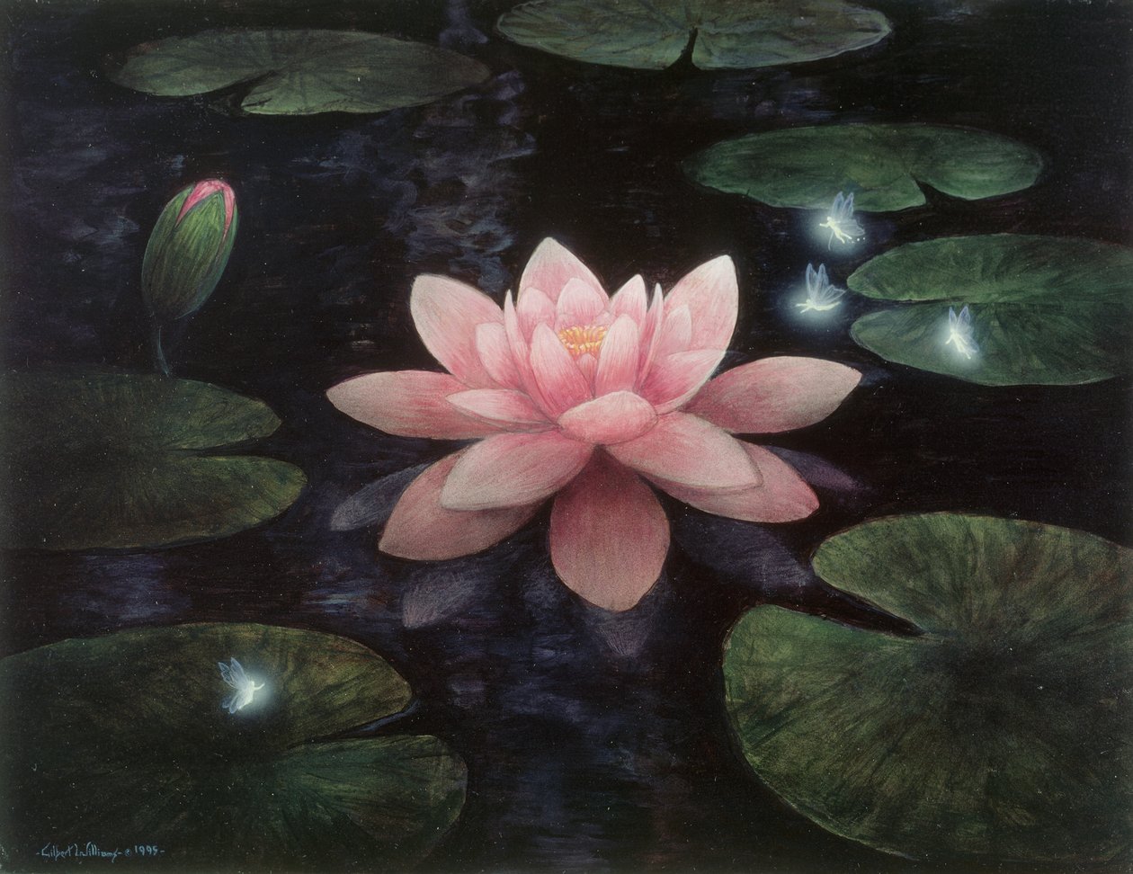 Sprite di loto da Gilbert Williams