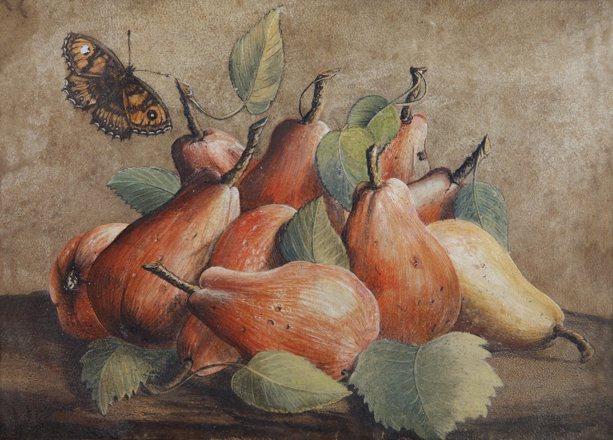 Natura morta con pere e una farfalla da Giovanna Garzoni