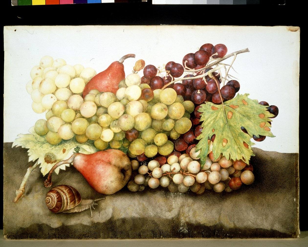 Immagine sconosciuta da Giovanna Garzoni
