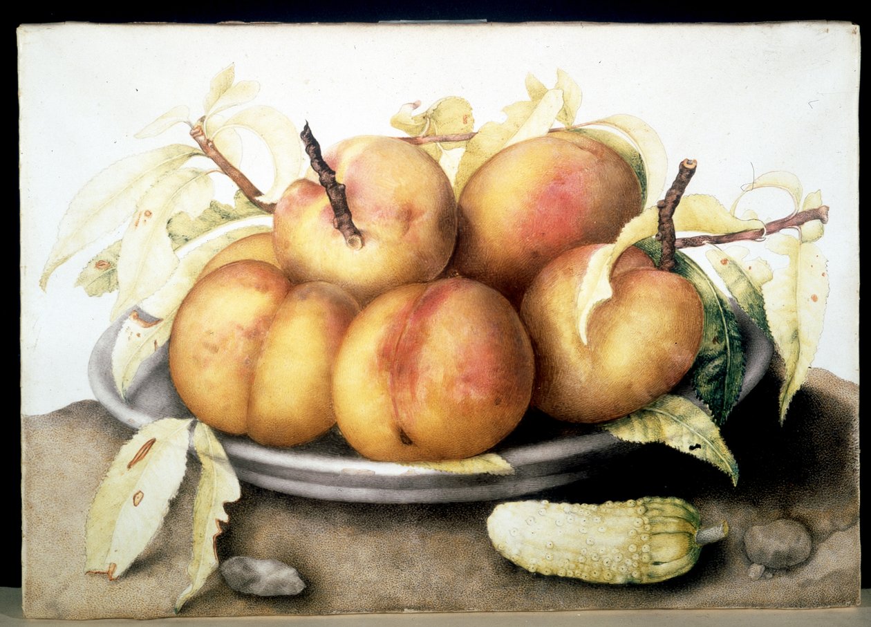 Immagine sconosciuta da Giovanna Garzoni