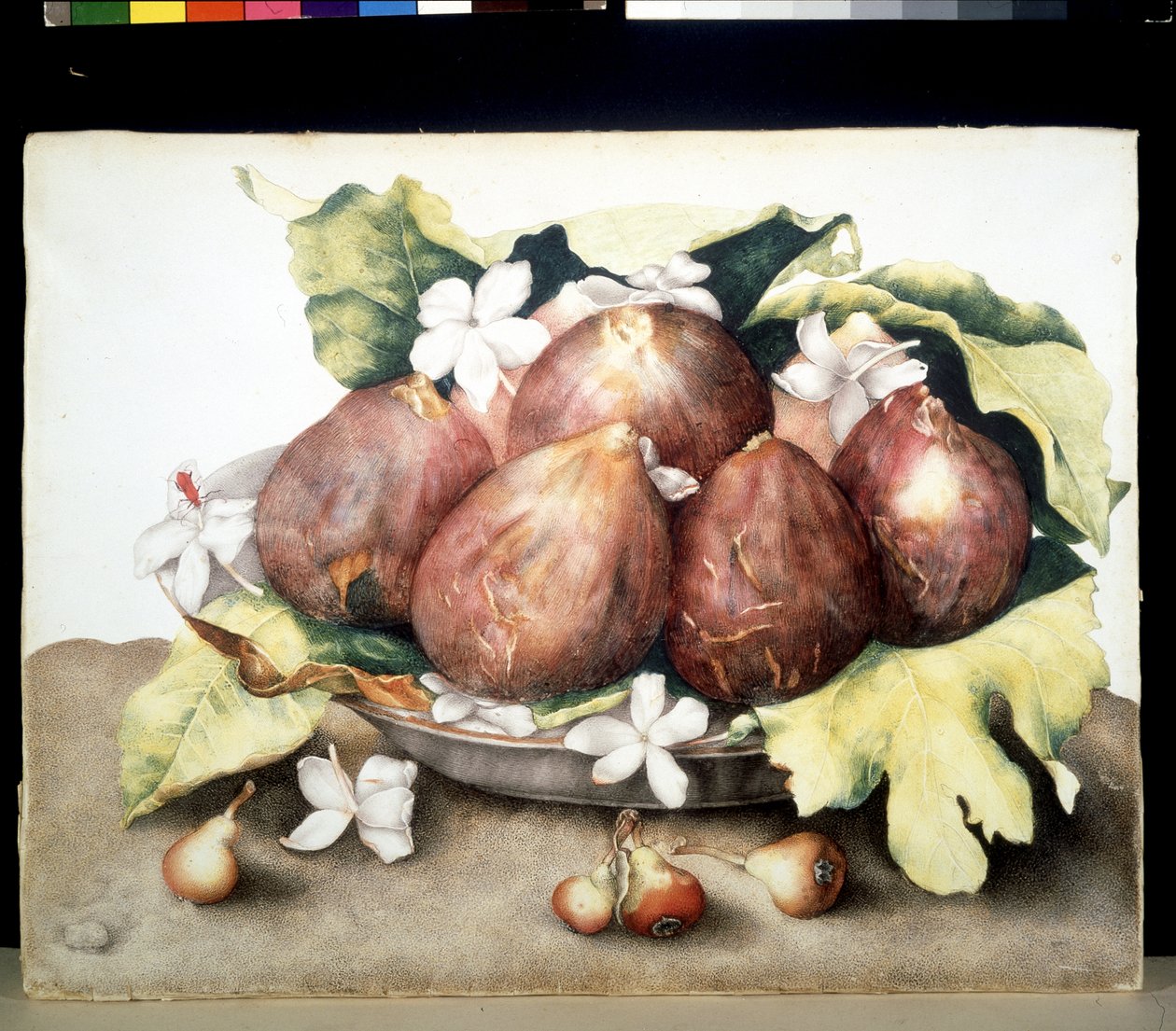 Immagine sconosciuta da Giovanna Garzoni