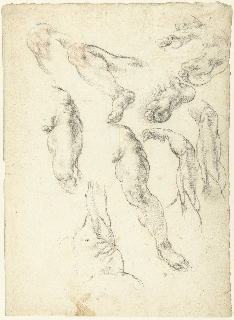 Foglio di studio con braccia e gambe da Giovanni Alberti