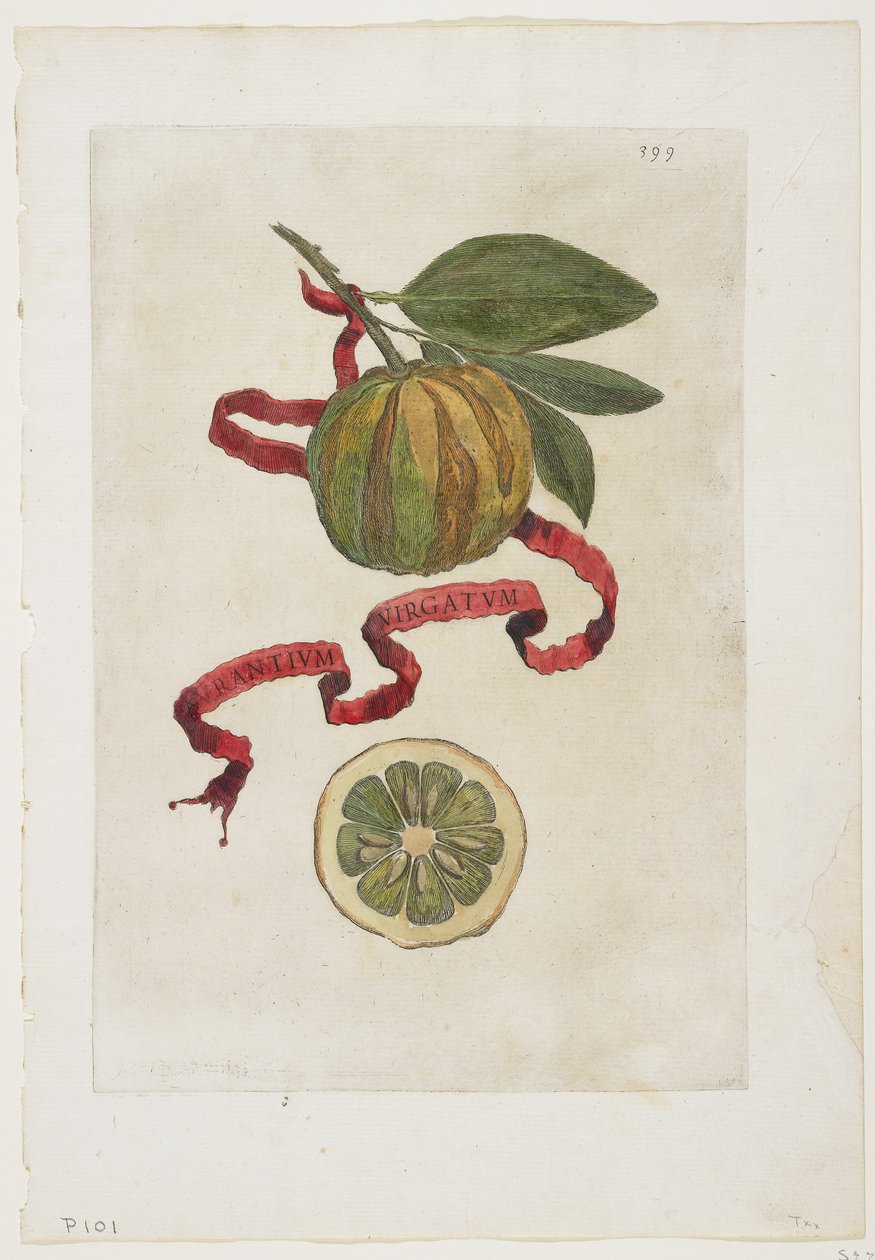 Aurantium Virgatum, da Hesperides da Giovanni Battista Ferrari