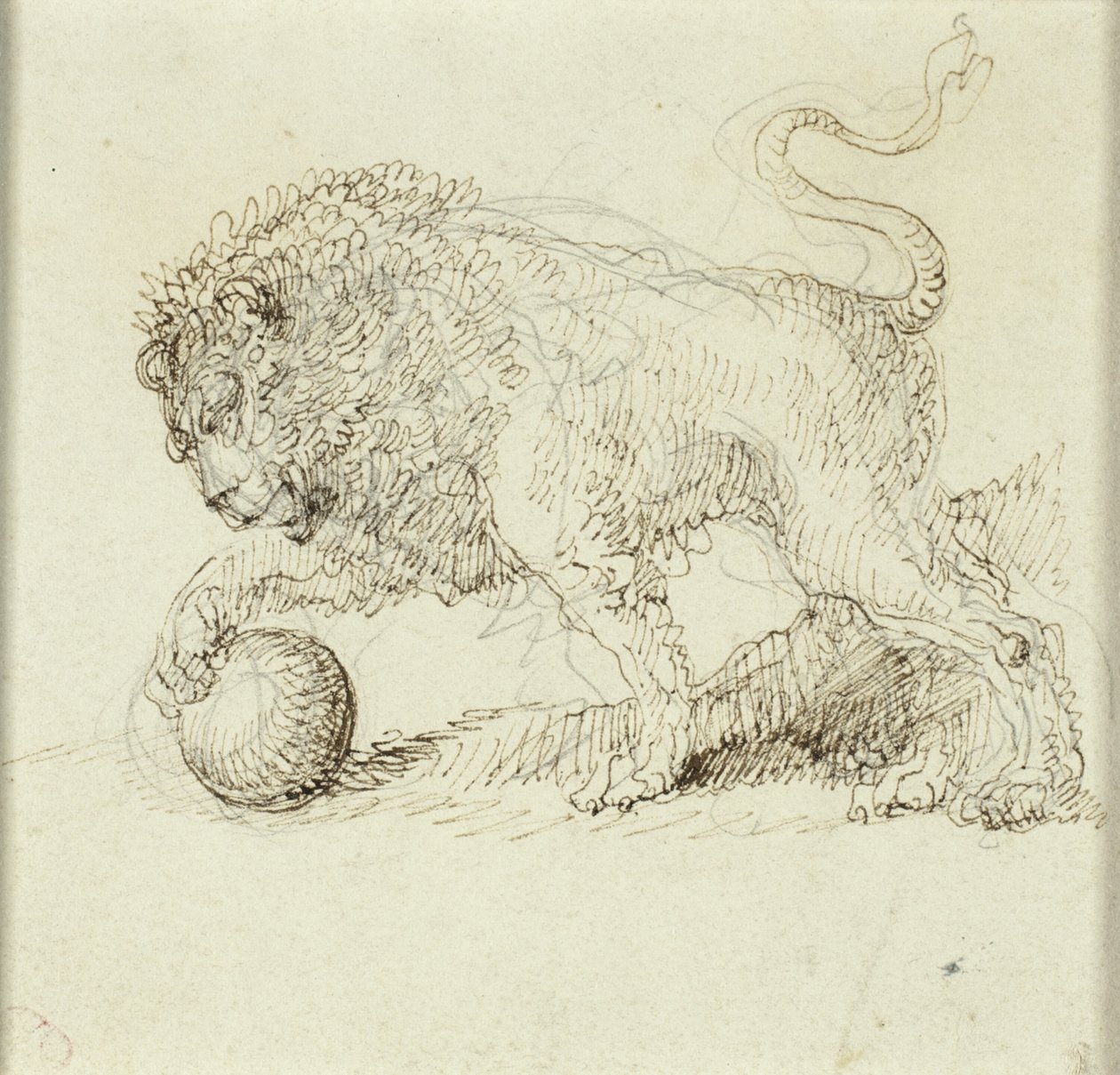Leone con palla da Giuseppe Bernardino Bison