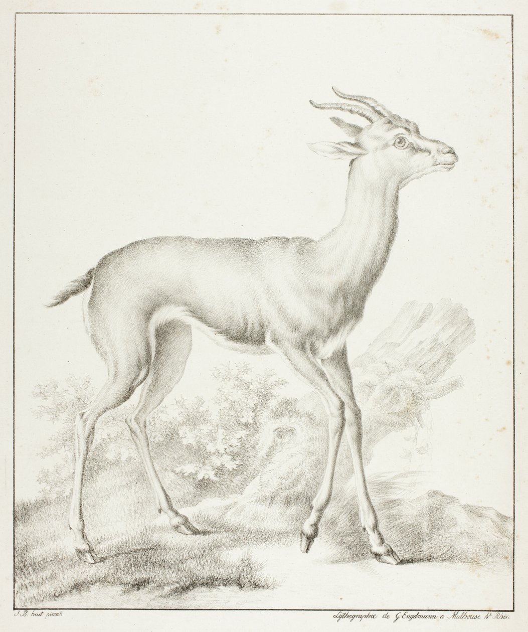 Antilope da Gottfried Engelmann
