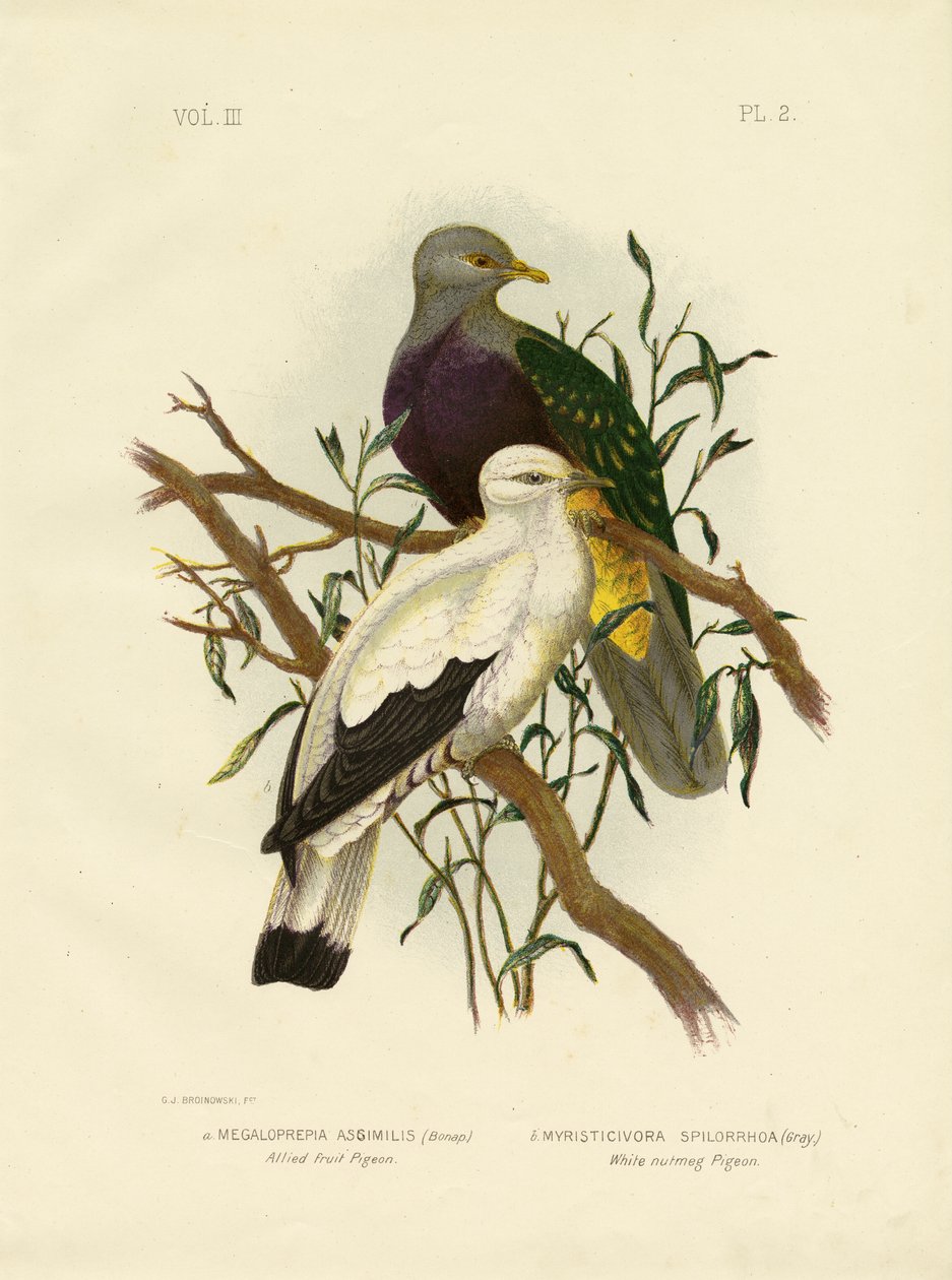 Piccione Fruttato Alleato o Colomba Fruttata Wompoo (1891) da Gracius Broinowski